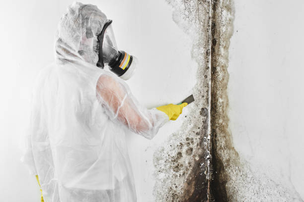Best Mold Removal Specialists  in Palm Springs, CA