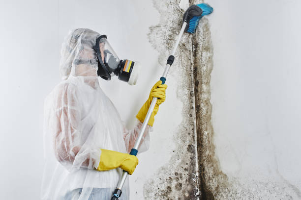Best Toxic Mold Removal  in Palm Springs, CA