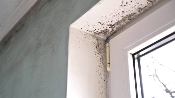 Best Same-Day Mold Removal  in Palm Springs, CA