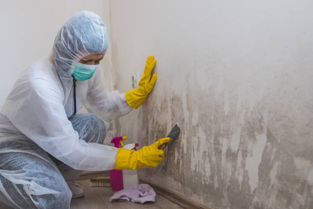 Reliable Palm Springs, CA Mold Removal Solutions