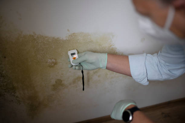 Best Mold Remediation  in Palm Springs, CA
