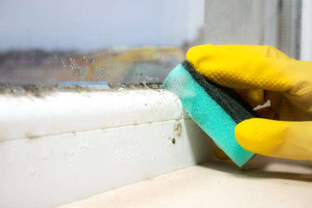  Palm Springs, CA Mold Removal Pros