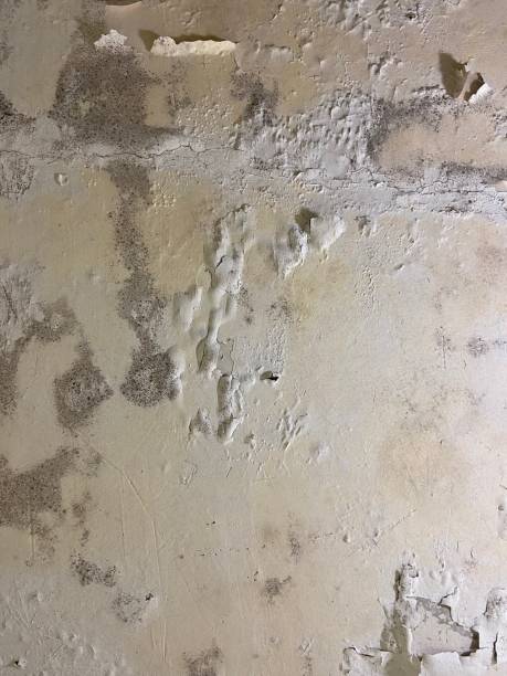 Best Water Damage Restoration  in Palm Springs, CA