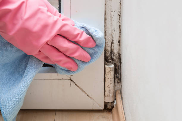 Best Certified Mold Removal  in Palm Springs, CA