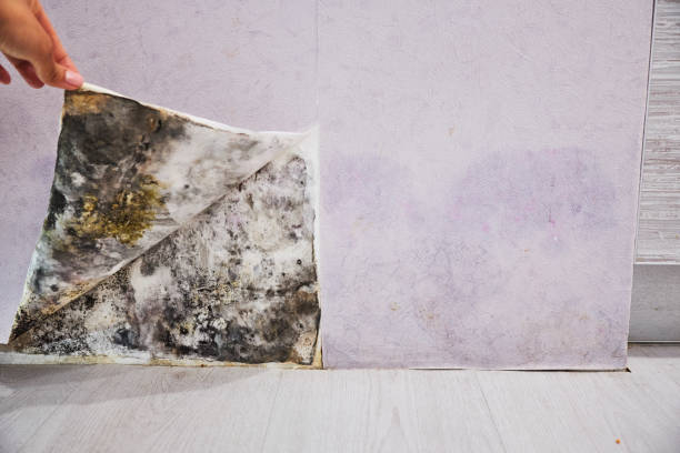 Best Mold Damage Repair  in Palm Springs, CA
